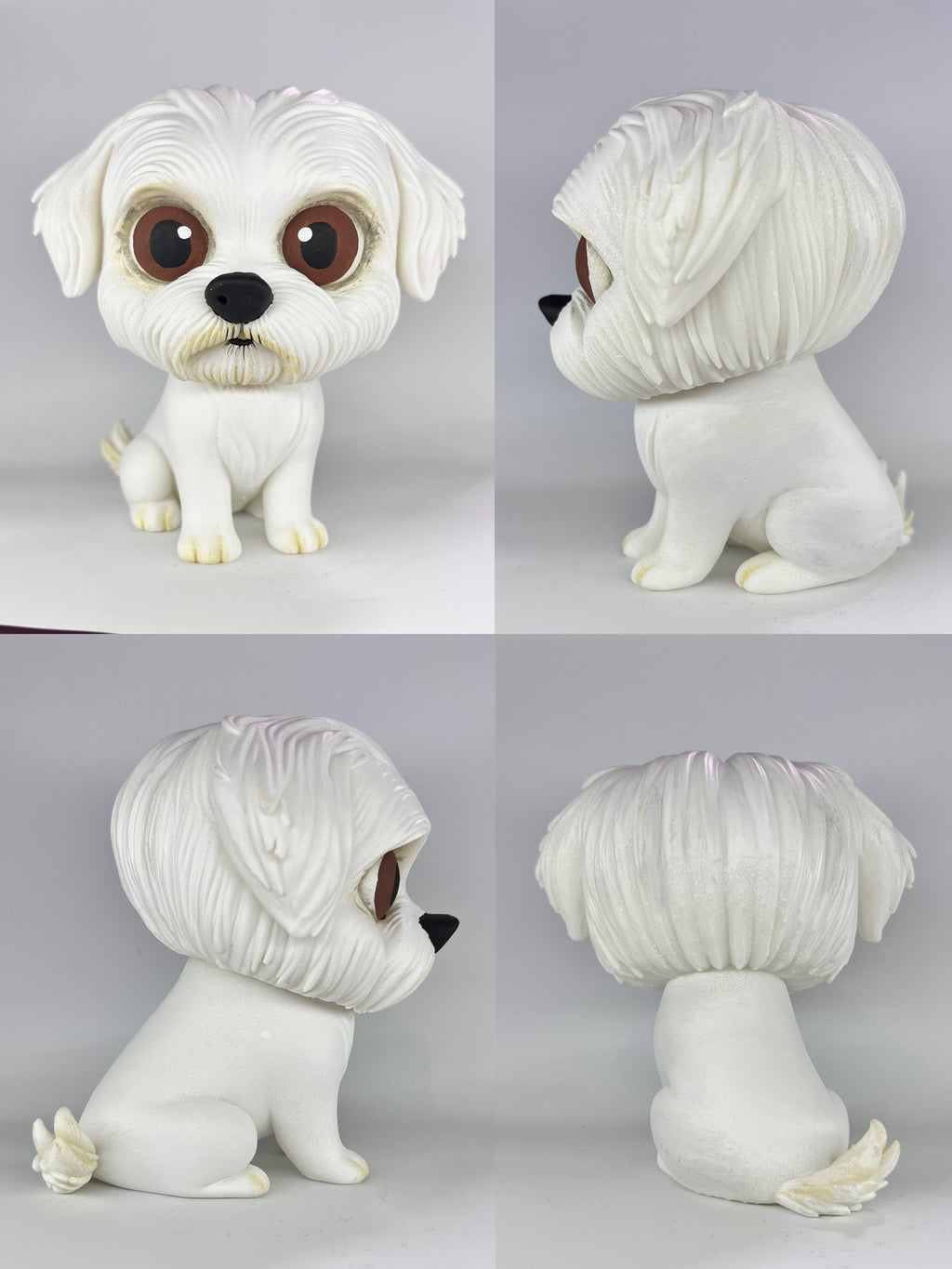 Bichon Maltes - estándar