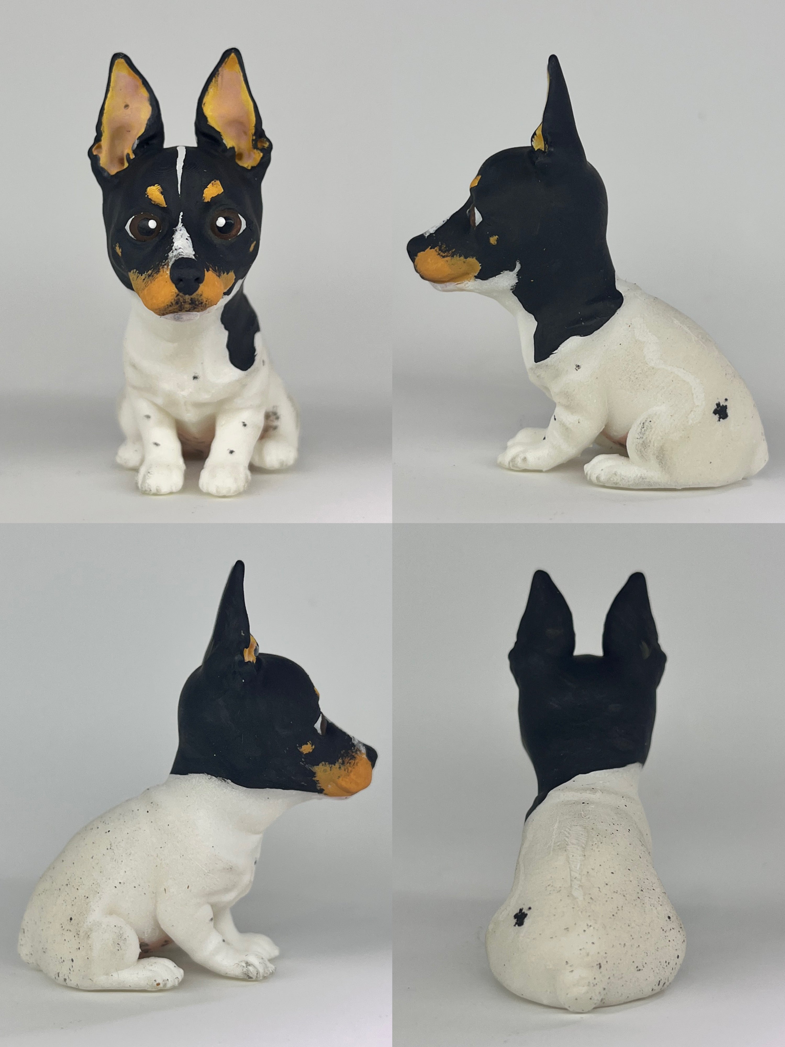 Bodeguero Andaluz estilo toy orejas erguidas