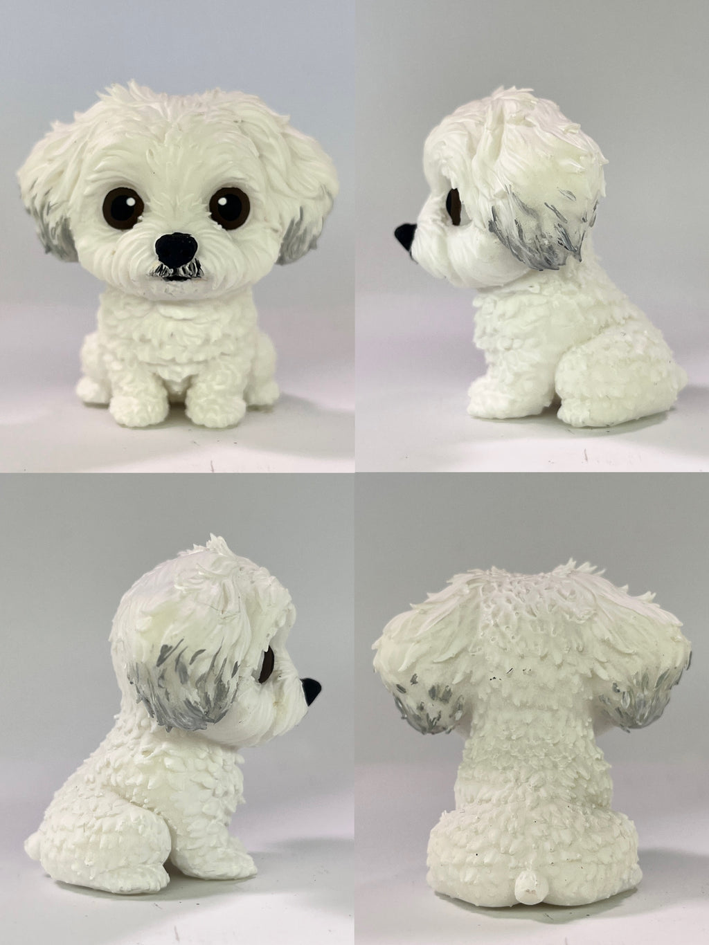 Bichon Frise - cabezón