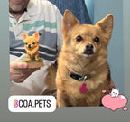 Figura personalizada de mascota : Pomchi (Chihuahua con Pomeranian)