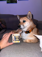 Figura personalizada de mascota : Akita Inu estilo toy