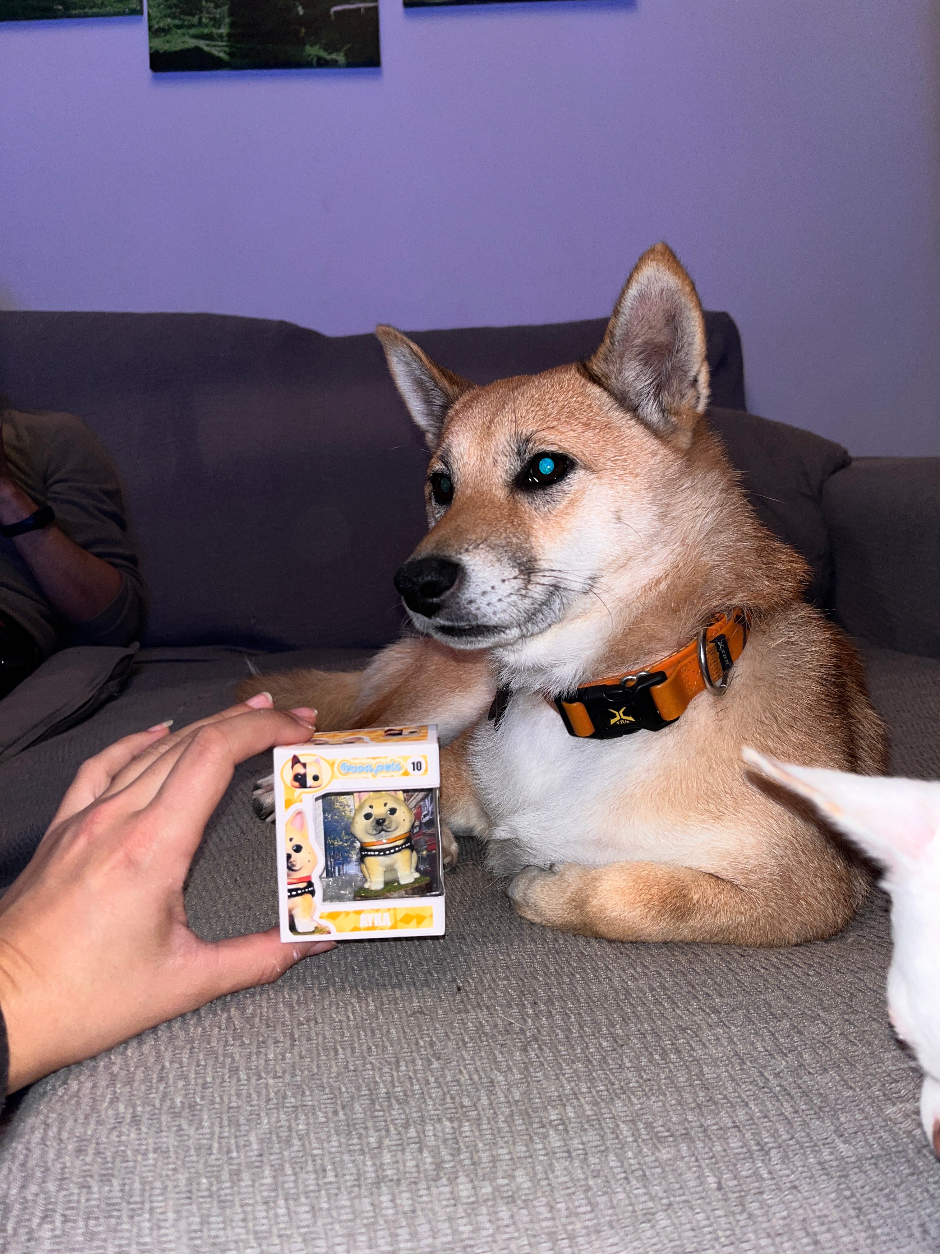 Figura personalizada de mascota : Akita Inu estilo toy