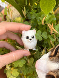 Pomerania estilo toy bolita