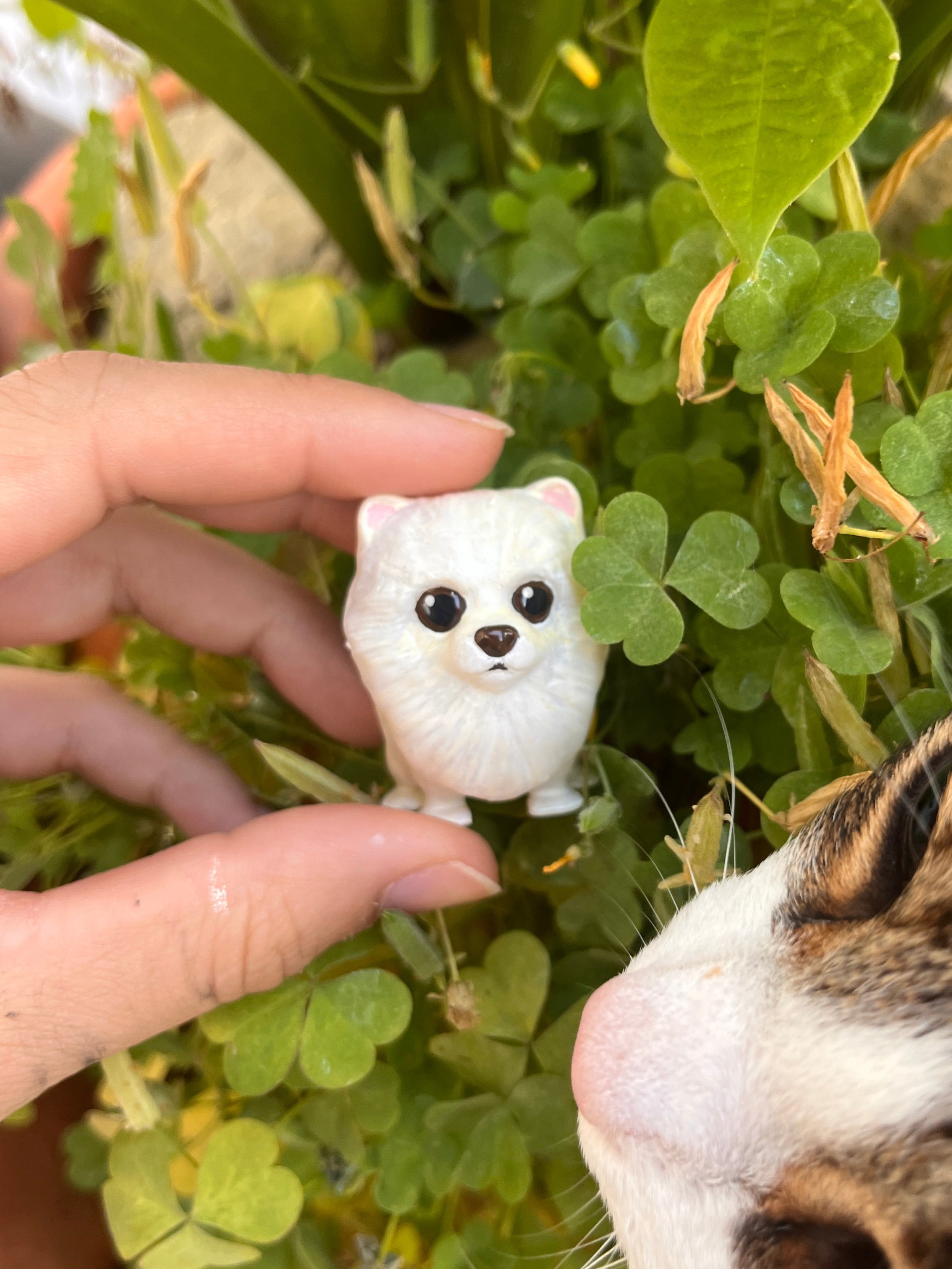 Pomerania estilo toy bolita
