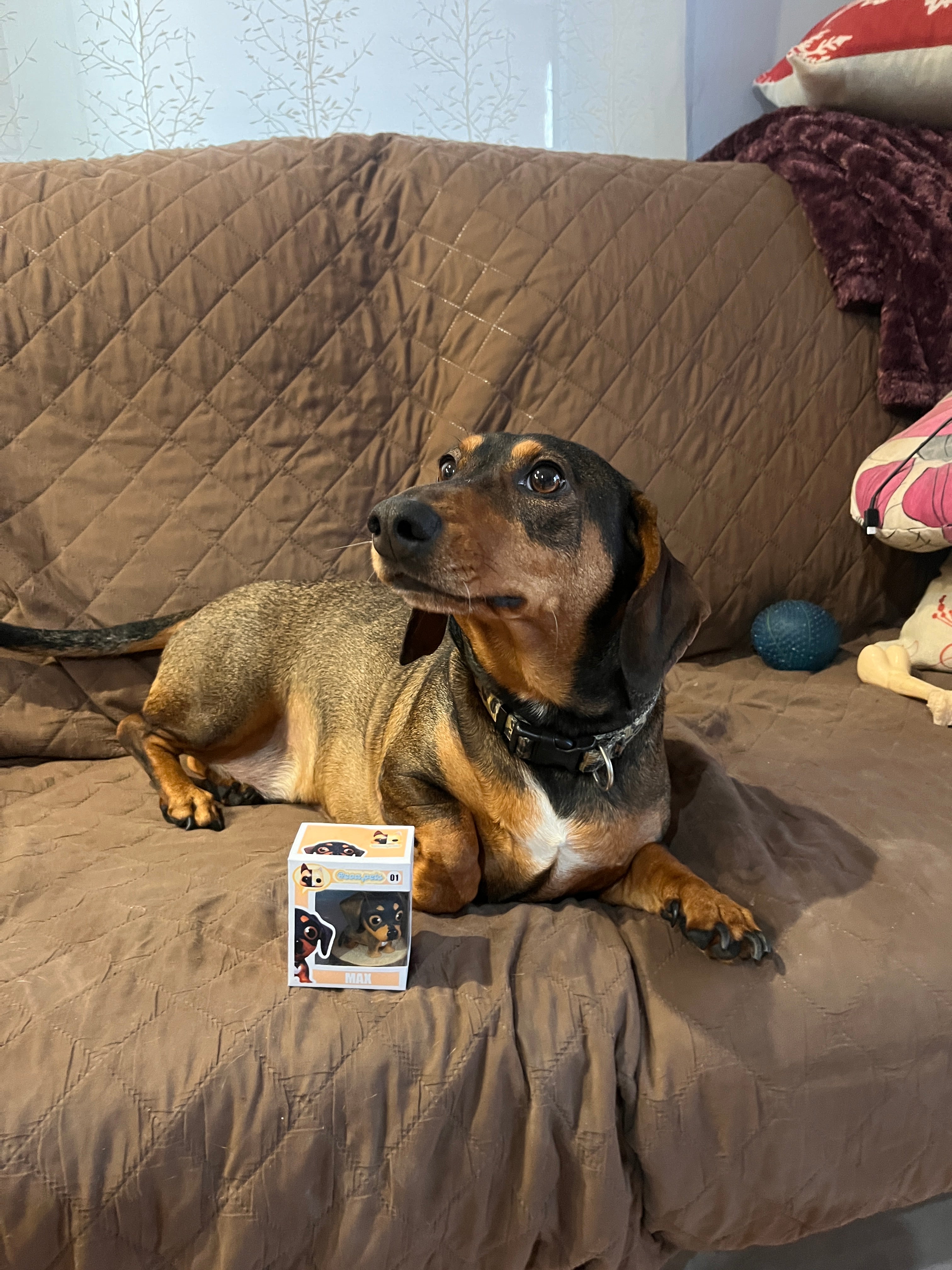 Figura personalizada de mascota : Teckel estilo cabezón pelo corto