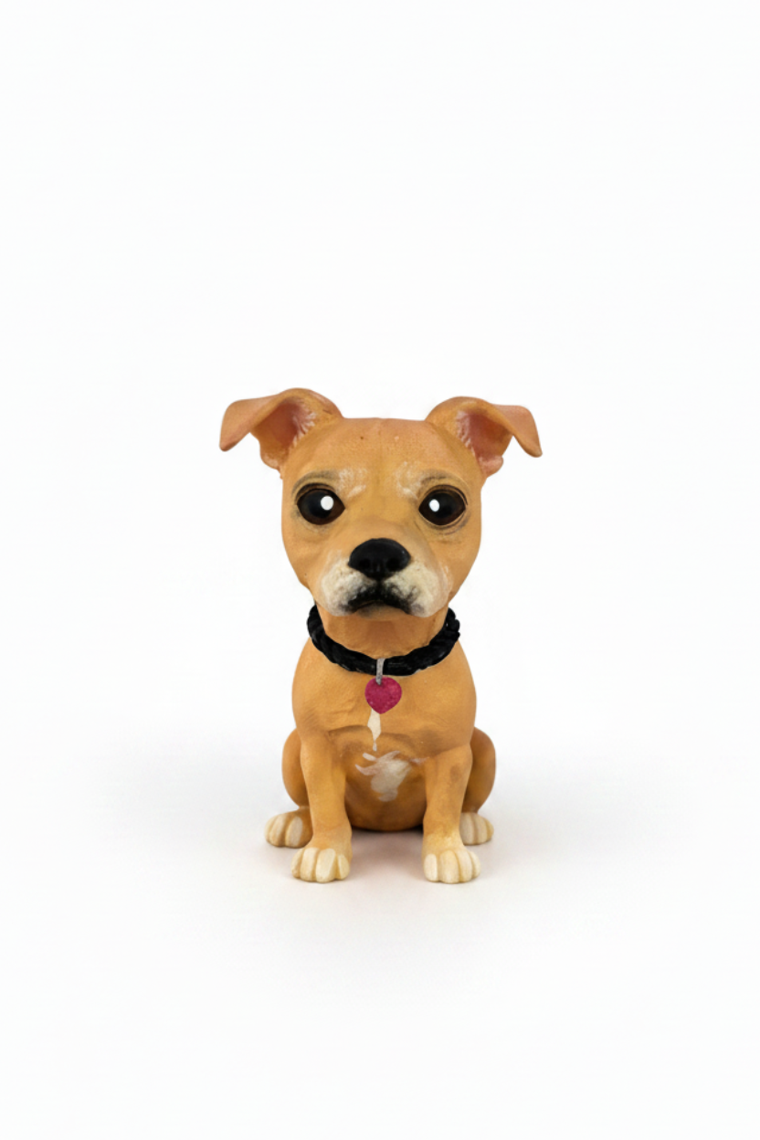 American Standford con collar trenzado estilo toy