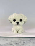 Bichon Frise - cabezón