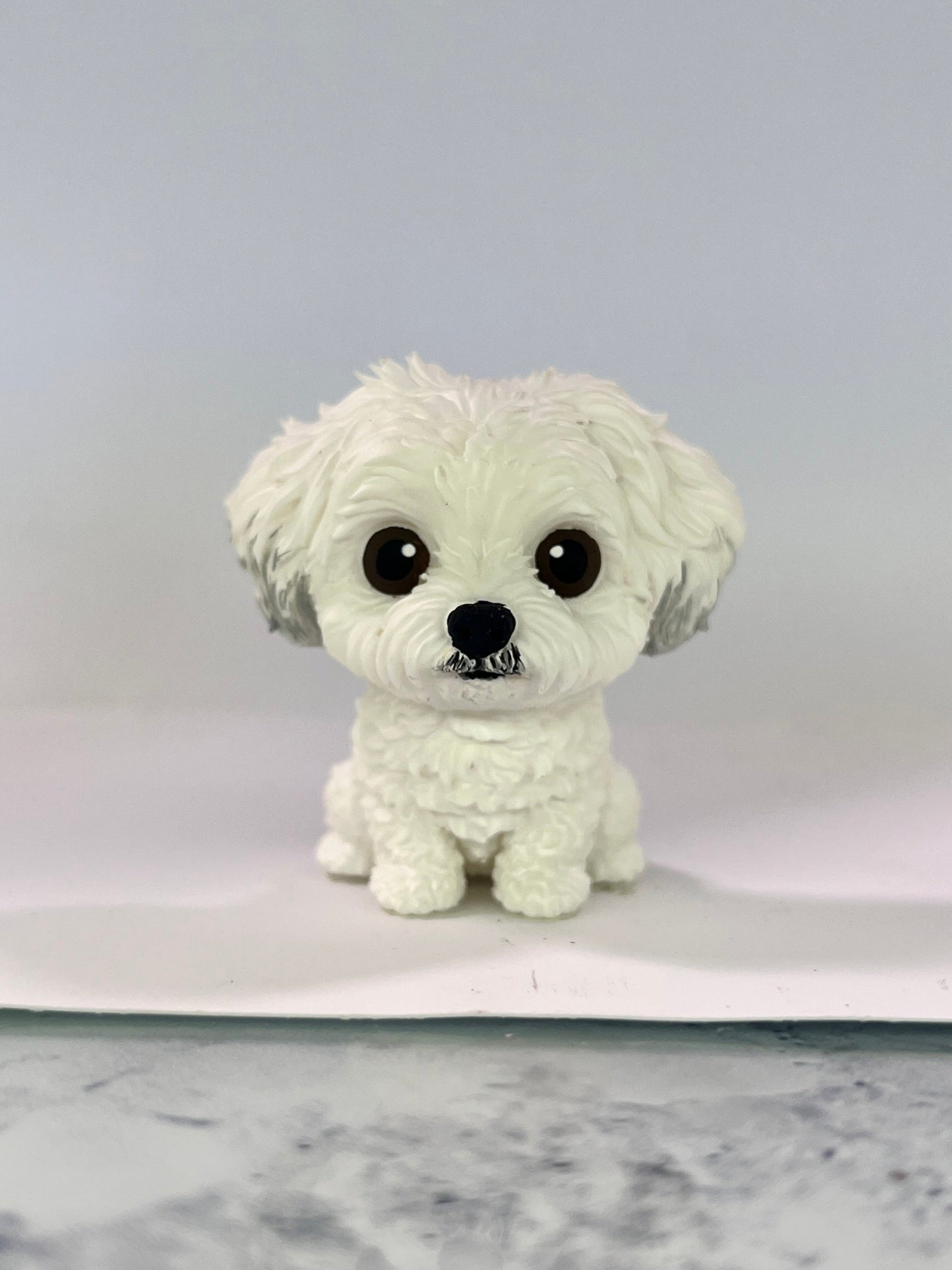 Bichon Frise - cabezón