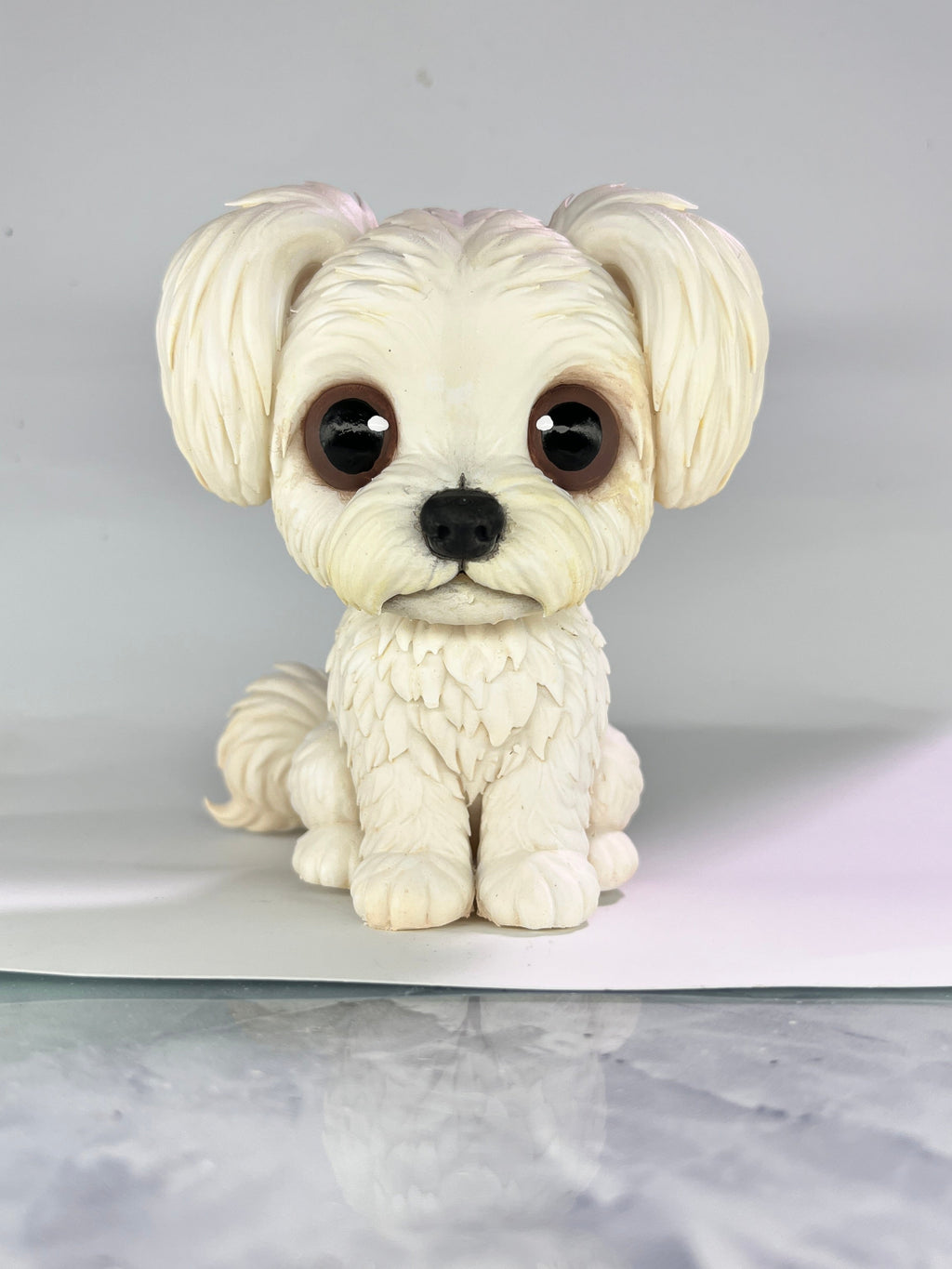 Bichón Maltés - estilo toy con coletas