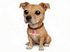 Figura personalizada de mascota : American Standford con collar trenzado estilo toy