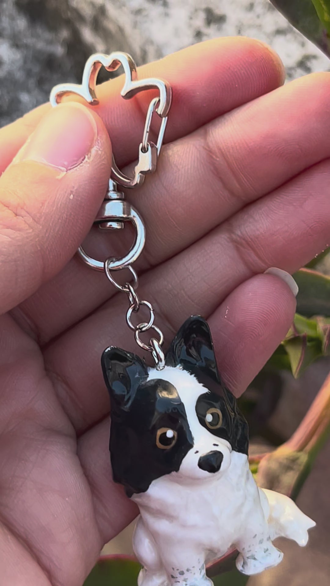 Border Collie - orejas en punta estilo toy